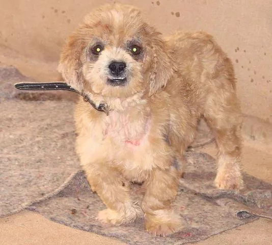 Cachorro ra a SRD idade 2 anos nome Yosh-EM TRATAMENTO