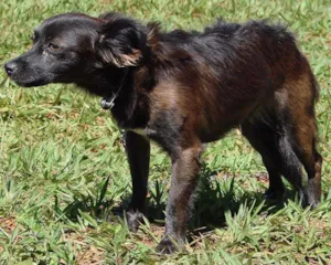 Cachorro raça SRD idade 3 anos nome  Samantha