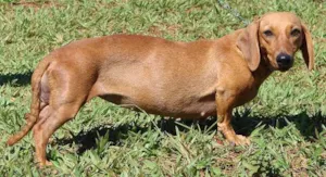 Cachorro raça Cofape idade 3 anos nome Mel