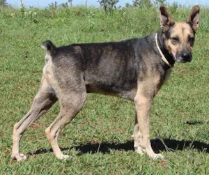 Cachorro raça Pastor-Mestiço idade 6 ou mais anos nome Arthur