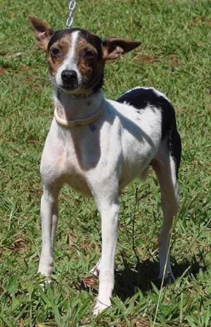 Cachorro raça SRD idade 2 anos nome Margarida