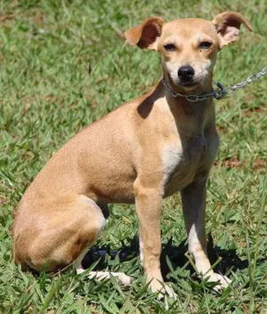 Cachorro raça SRD idade 2 anos nome Mel-2