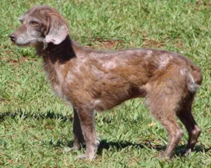 Cachorro raça Mest. Cocker Spaniel idade 3 anos nome Yuri (em tratamento)