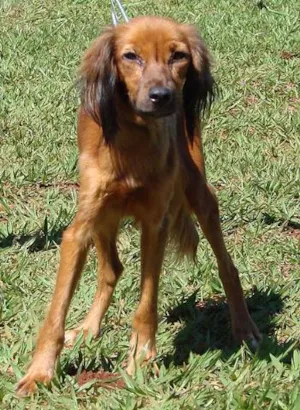 Cachorro raça SRD idade 2 anos nome Marroni