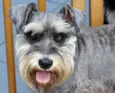 Schnauzer-Sem Nome