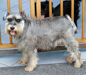 Cachorro raça Schnauzer idade 2 anos nome Schnauzer-Sem Nome