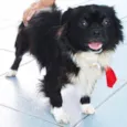 Pequinês s/ Nome