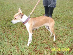 Cachorro raça SRD idade 1 ano nome  Menina