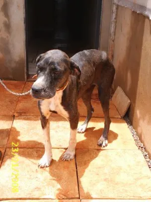 Cachorro raça Mest. Dog Alemão idade 6 ou mais anos nome Negona - em tratamento