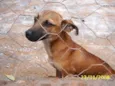 Pingo
