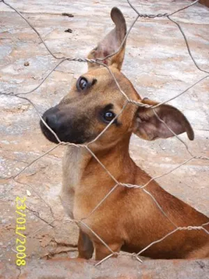 Cachorro raça SRD idade 1 ano nome  Pingo