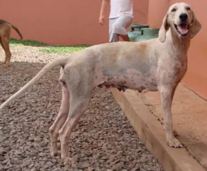 Cachorro raça Perdigueira Mestiça idade 2 anos nome Granfina