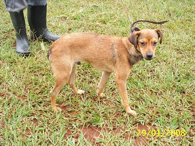 Cachorro ra a SRD idade 1 ano nome Bugui