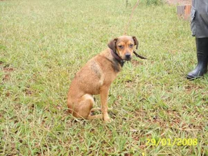 Cachorro raça SRD idade 1 ano nome Bugui