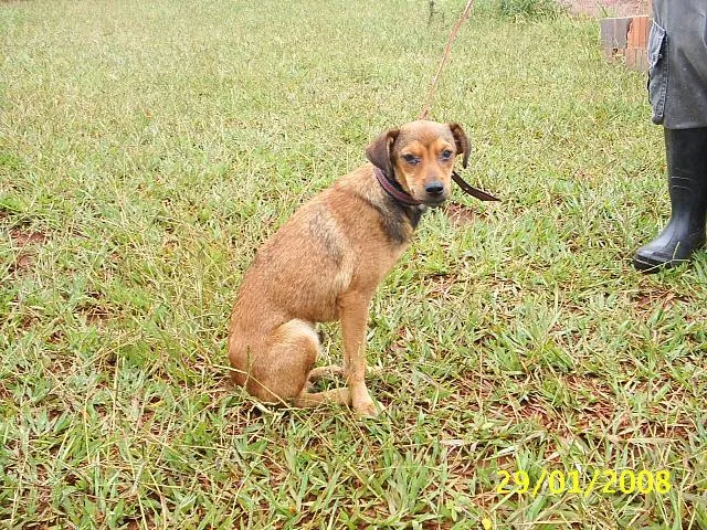 Cachorro ra a SRD idade 1 ano nome Bugui