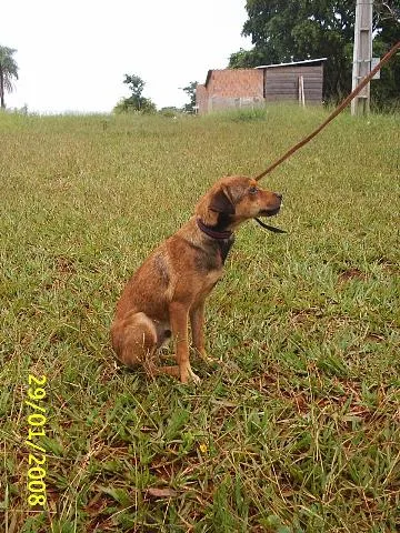 Cachorro ra a SRD idade 1 ano nome Bugui