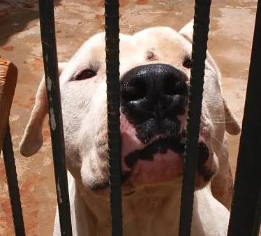 Cachorro ra a Dogo Brasileiro idade 2 anos nome  Brutus