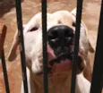 Brutus