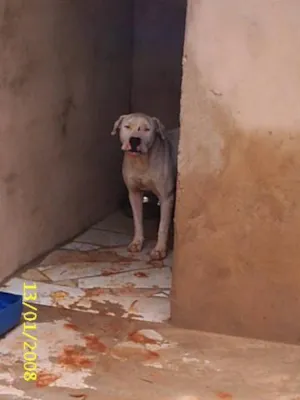 Cachorro raça Dogo Brasileiro idade 2 anos nome  Brutus