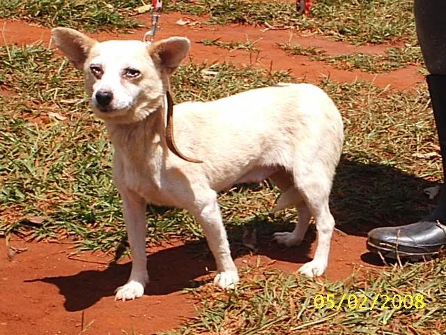 Cachorro ra a SRD idade 3 anos nome Suzi