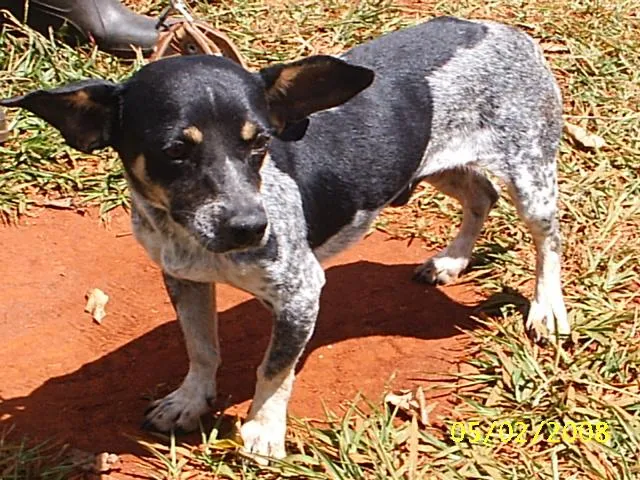 Cachorro ra a SRD idade 2 anos nome Nero