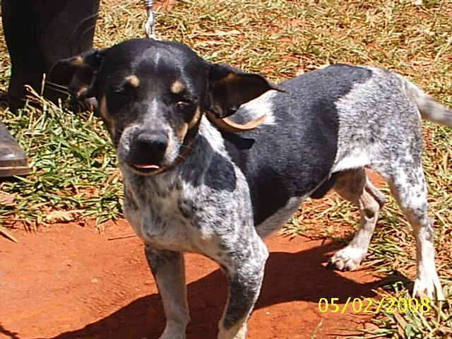 Cachorro ra a SRD idade 2 anos nome Nero