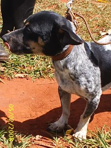 Cachorro ra a SRD idade 2 anos nome Nero