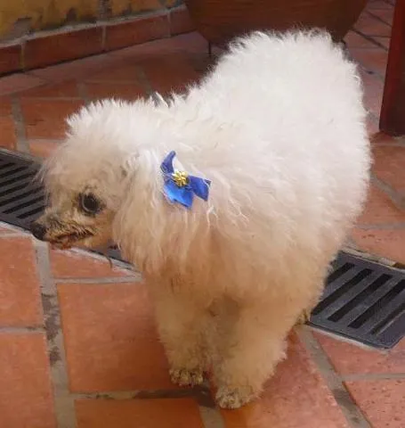 Cachorro ra a Poodle idade 6 ou mais anos nome ENCONTRADA Giocondo