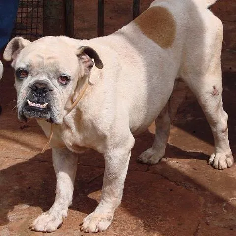 Cachorro ra a Buldog/Boxer idade 5 anos nome Beicon