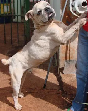 Cachorro raça Buldog/Boxer idade 5 anos nome Beicon