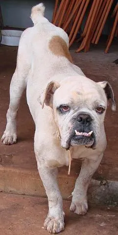 Cachorro ra a Buldog/Boxer idade 5 anos nome Beicon