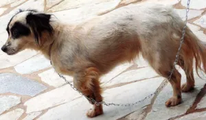 Cachorro raça SRD idade 2 anos nome Branca