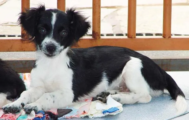 Cachorro ra a SRD idade 2 anos nome Coli