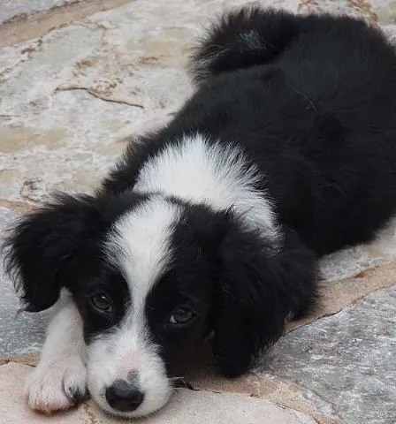 Cachorro ra a SRD idade 2 anos nome Fênix