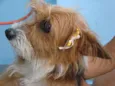 Poodle com York