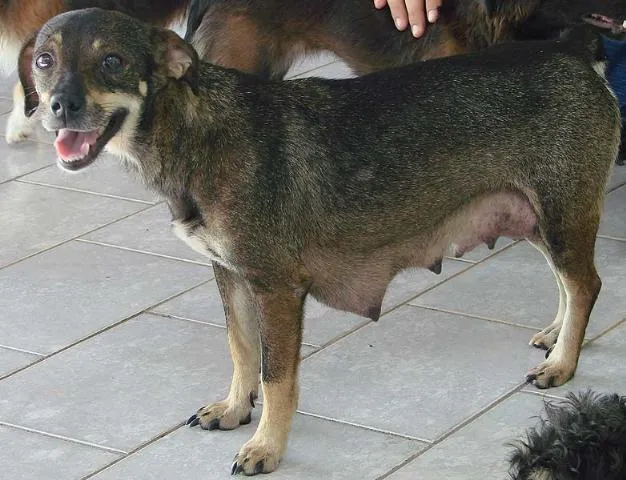 Cachorro ra a SRD idade 2 anos nome Encontrada 12/2 Afo