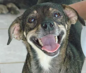 Cachorro raça SRD idade 2 anos nome Encontrada 12/2 Afo