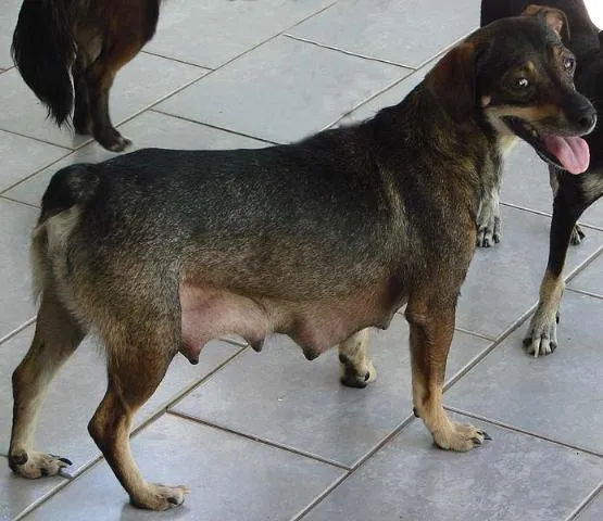 Cachorro ra a SRD idade 2 anos nome Encontrada 12/2 Afo