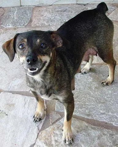 Cachorro ra a SRD idade 2 anos nome Encontrada 12/2 Afo