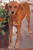 Amarelinha