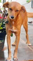 Amarelinha