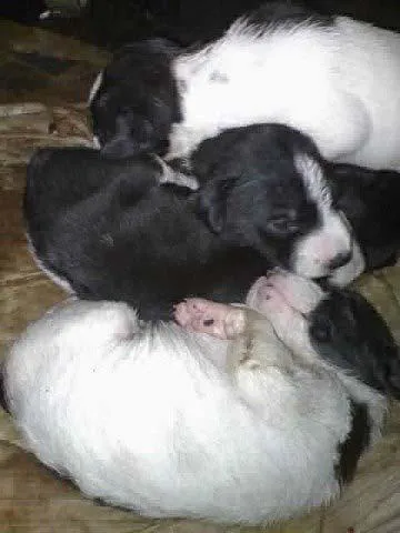 Cachorro ra a SRD idade Abaixo de 2 meses nome Novinhos
