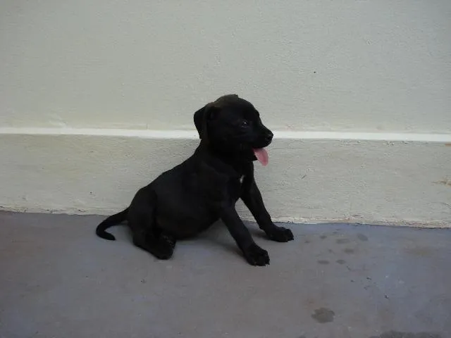Cachorro ra a SRD idade Abaixo de 2 meses nome Preto II