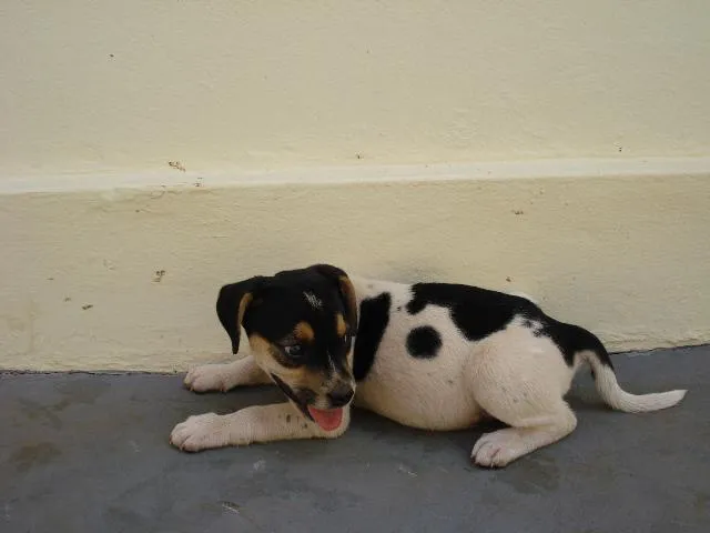 Cachorro ra a SRD idade Abaixo de 2 meses nome Malhada I