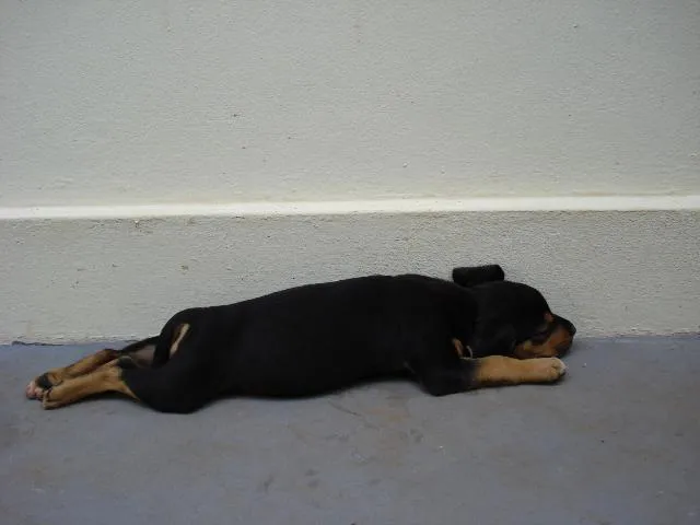 Cachorro ra a SRD idade Abaixo de 2 meses nome Preta II