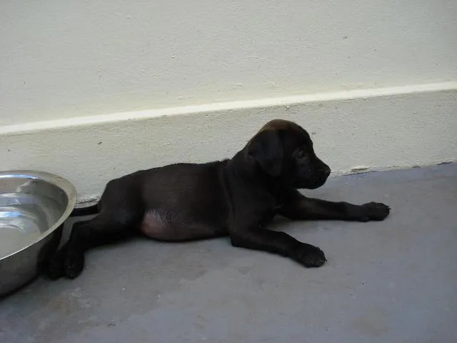 Cachorro ra a SRD idade Abaixo de 2 meses nome Preta III