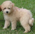 Marley