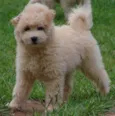 Marley