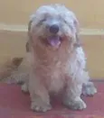 PROCURA-SE BOB Ofer