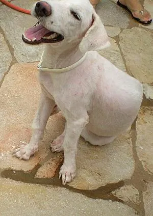 Cachorro raça Bichon Frize/Miquita idade 1 ano nome Bianca